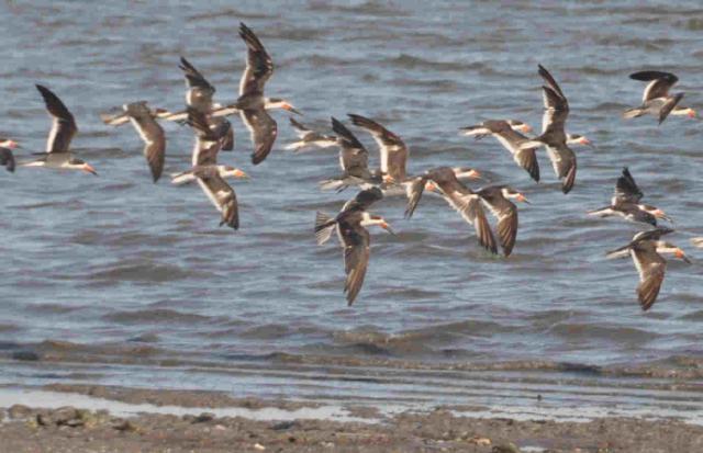 5 de junio Día Mundial del Medio Ambiente.
