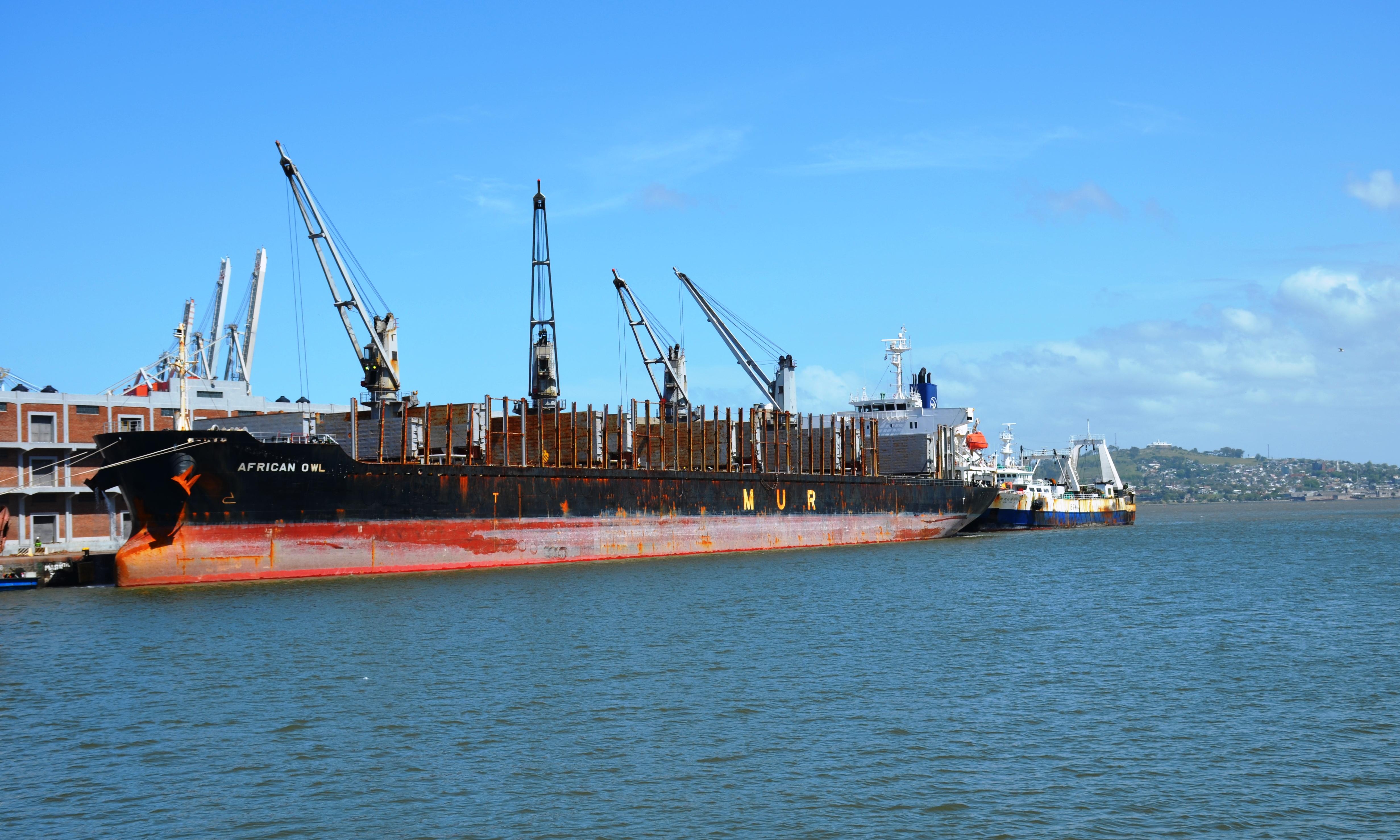 African Owl en Montevideo.